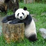 Smacked-up panda